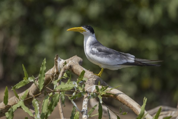 Large-billed Tern (Phaetusa simplex), on branch, Pantanal, Brazil, South America