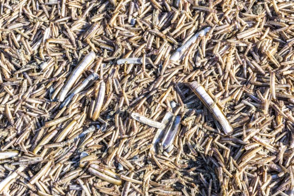 The East Frisian North Sea island of Juist in winter, many large and small American razor clams,