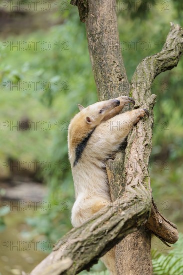 A southern tamandua (Tamandua tetradactyla), climbs up a tree in a forest