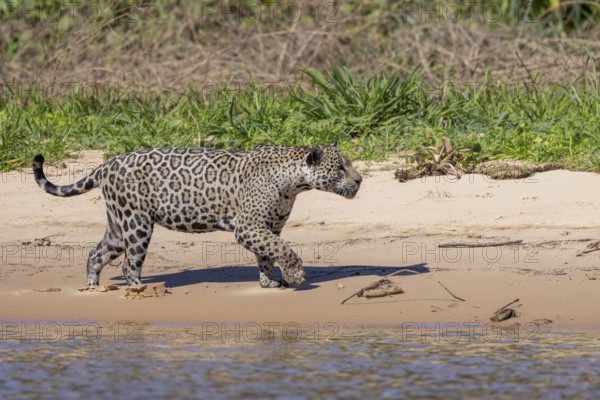 Jaguar (Panthera onca) running across a sandy beach, Pantanal, Brazil, South America
