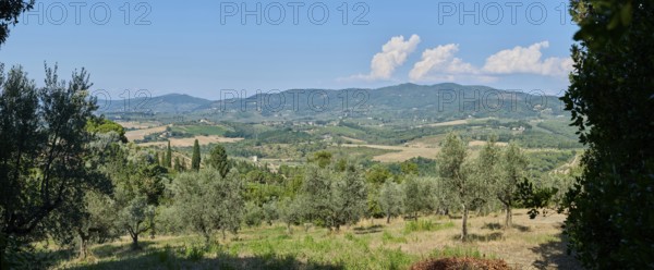 Tuscan landscape, country estate with vineyards, forests, olive trees and cypresses in Chianti,