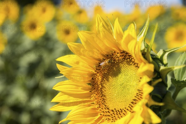Honey bee (Apis) on the blossom of a sunflower (Helianthus annuus), close-up, Saxony, Germany,