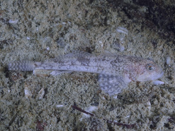 A camouflaged fish, bullhead (Cottus gobio), lying on the sandy bottom, dive site Großer Parkplatz,