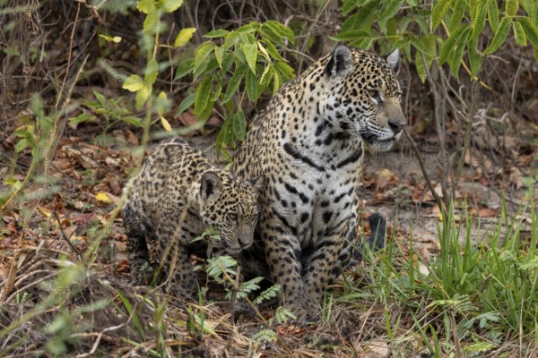 Jaguar (Panthera onca), mother and child, in riparian vegetation, Pantanal, Brazil, South America