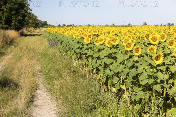 Field path at a sunflower field in bloom, sunflowers (Helianthus annuus), Hirschstein, Saxony,
