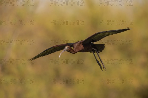 Glossy ibis (Plegadis falcinellus), approaching, Danube Delta, Romania, Europe