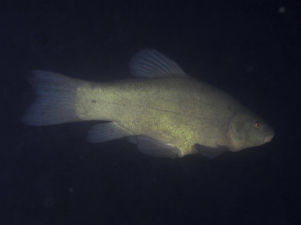 A tench (Tinca tinca) swimming in the darkness of the water, dive site Terlinden, Küsnacht, Lake