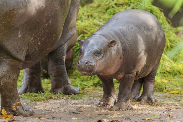 A baby pygmy hippopotamus and its mother (Choeropsis liberiensis) eating grass at a feeding site