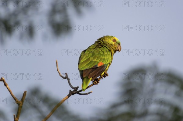 Free-ranging blue-fronted amazon (Amazona aestiva) in Buenos Aires, Argentina, South America