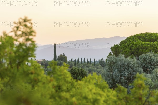 Tuscan landscape at sunrise, country estate with vineyards, forests, olive trees and cypresses in