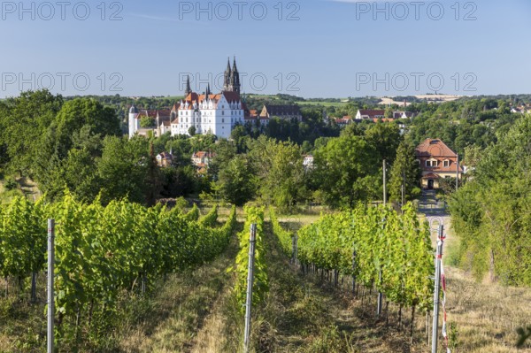 Albrechtsburg Castle with Scheechhäusel and vineyard, Meissen, Saxony, Germany, Europe