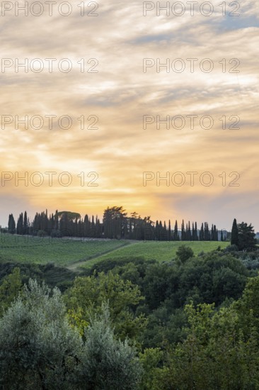 Tuscan landscape next to greve in Chianti and Montefioralle, country estate with vineyards,
