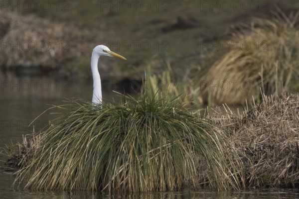 A Great White Egret (Ardea alba) looks out from behind a tuft of grass by the water, Hesse,