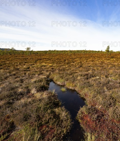 High moor Black Moor, blue sky and white clouds, near Fladungen, Bavarian Rhön Biosphere Reserve,