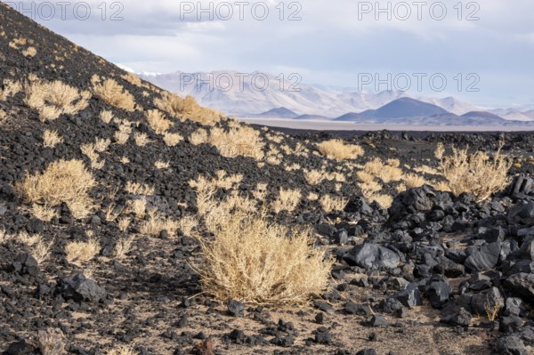 Barren desert landscape with scattered vegetation and volcanic rocks in the foreground, Argentina,