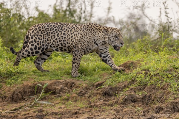 Jaguar (Panthera onca), upper edge of steep bank, Pantanal, Brazil, South America