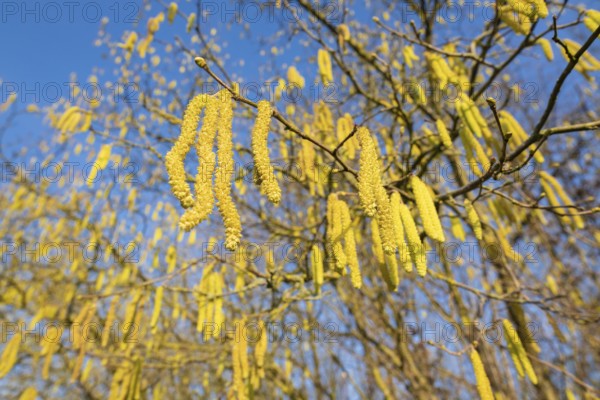 Common hazel (Corylus avellana) also known as hazel bush or hazelnut bush, male, yellow