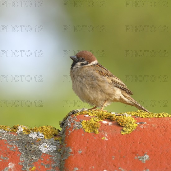 Tree sparrow (Passer montanus) on the roof of a summerhouse, Burgenland, Austria, Europe