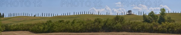 Cypress trees standing on top of a hill, Unesco world heritage site Crete Senesi, Italy, Europe