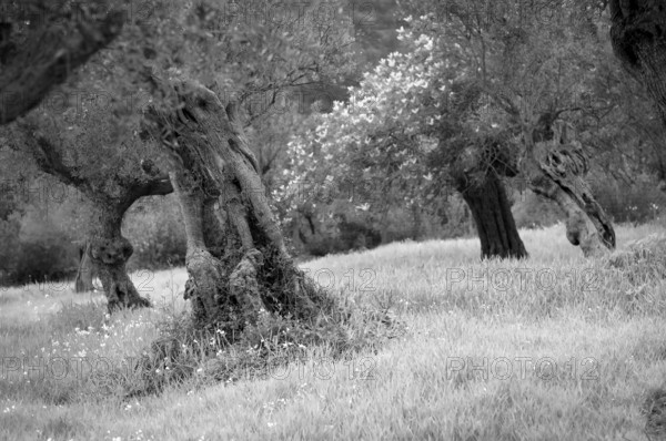 Old olive trees, olive grove, Alaró, Calvià, black and white, Majorca, Balearic Islands, Balearic