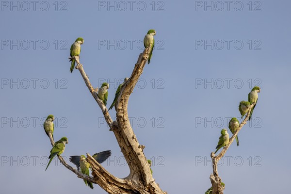 Monk parakeet (Myiopsitta monachus), group, Pantanal, Brazil, South America