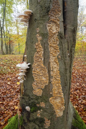 Ringed beech slime beetle (Oudemansiella mucida), fruiting body and the Silvery Porecrust, beech