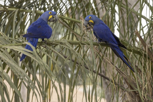 Hyacinth Macaw (Anodorhynchus hyacinthinus), 2 birds, on palm leaves, Pantanal, Brazil, South