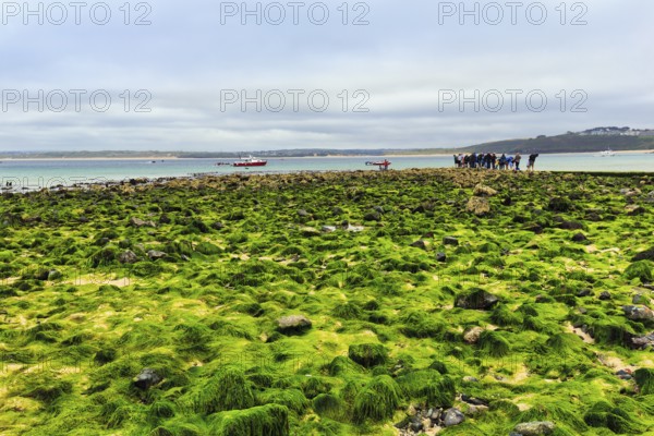 Boulders, seaweed, seaweed, view over St. Ives Bay, coastline, West Cornwall, England, Great