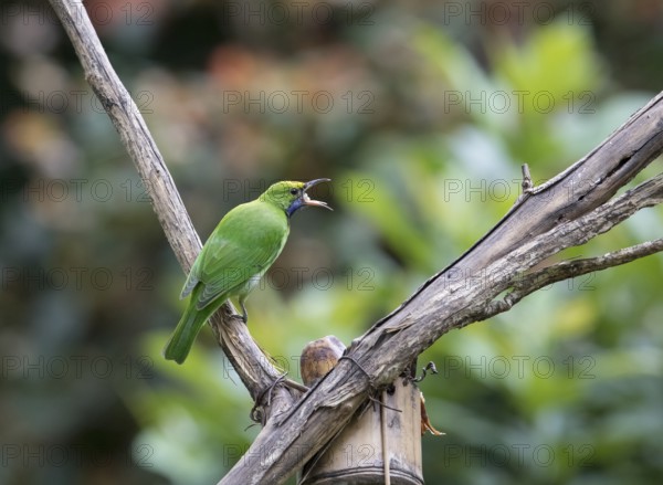 Golden-fronted Leafbird (Chloropsis aurifrons), Kaeng Krachan National Park, Thailand, Asia