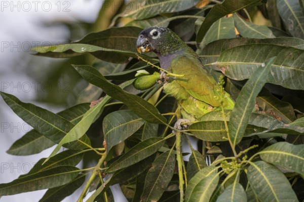 Maximilian parrot (Pionus maximiliani), with fruit, Pantanal, Brazil, South America