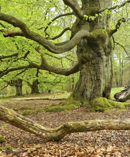 Gnarled old beech trees in the former Hutewald Halloh, Bad Wildungen, Kellerwald, Hesse, Germany,