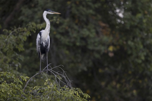 Cocoirei heron (Ardea cocoi), on branch, Rio Claro, Pantanal, Brazil, South America