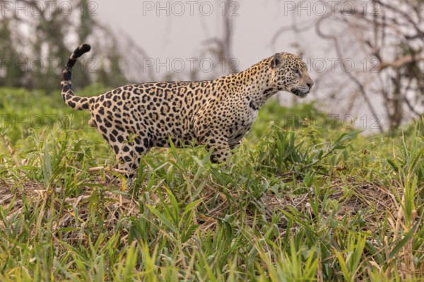 Jaguar (Panthera onca), upper edge of steep bank, Pantanal, Brazil, South America