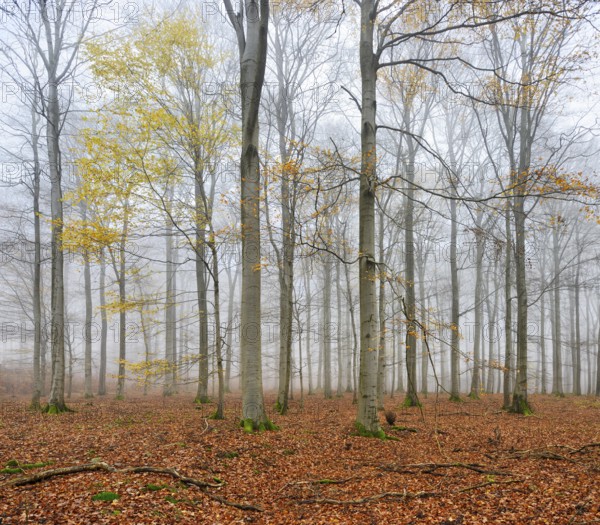 Beech forest, beech trees (fagus) with last yellow leaves in autumn, bare trees and fog,