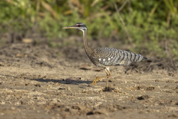 Sun rail (Eurypyga helias), sandbank, Pantanal, Brazil, South America