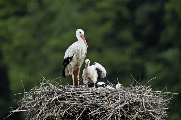 White stork (Ciconia ciconia), adult with two chicks standing on eyrie, Canton Aargau, Switzerland,