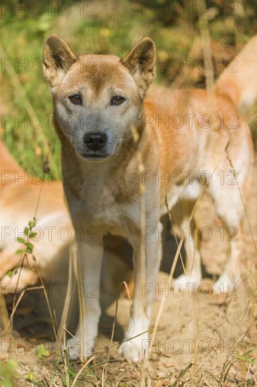Portrait of two One New Guinea singing dog or New Guinea Highland dog (Canis hallstromi) (Canis