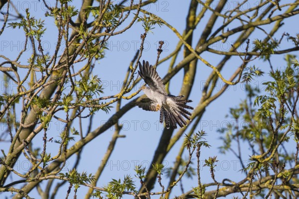 Common Cuckoo (Cuculus canorus), adult male in flight, about to land in a tree, Hesse, Germany,