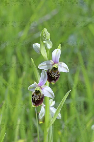 Bumblebee orchid (Ophrys holoserica) wild orchid, in a meadow, close-up, Rhineland-Palatinate,