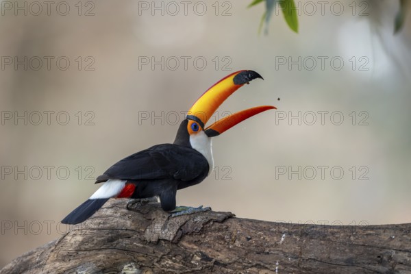 Giant toucan (Ramphastos toco), throws up food, Pantanal, Brazil, South America