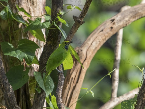 Golden-fronted Leafbird (Chloropsis aurifrons), Kaeng Krachan National Park, Thailand, Asia