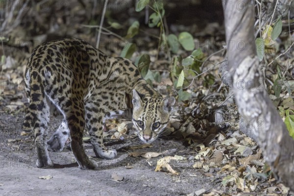 Ocelot (Leopardus pardalis), on the ground, Pantanal, Brazil, South America