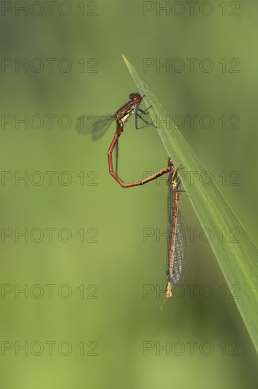 Large red damselfly (Phyrrhosoma nymphula), pair, tandem, in front of copula, Oberhausen, Ruhr