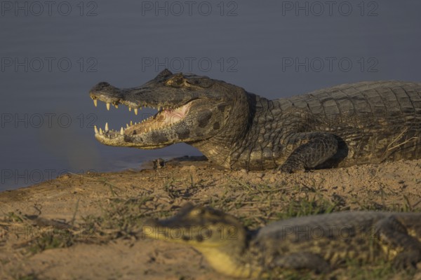 Spectacled caiman (Caiman yacare), lying on the bank, open mouth, portrait, Pantanal, Brazil, South