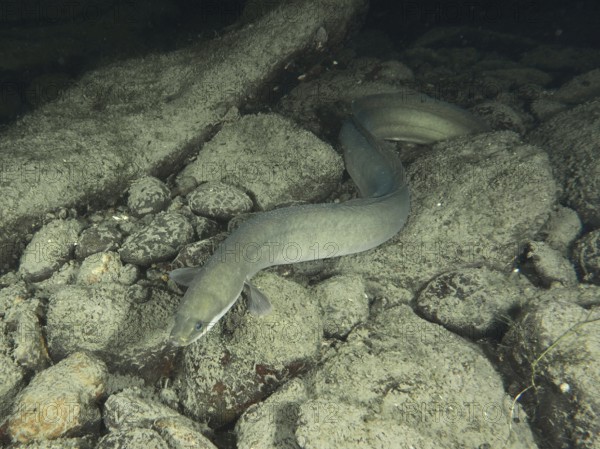European eel (Anguilla anguilla) resting in the water at night on a grey rocky substrate,