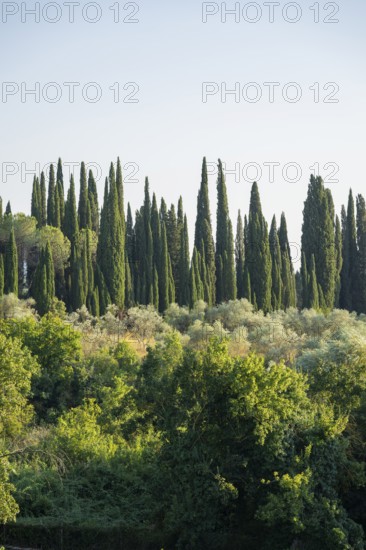 Tuscan landscape, country estate with, olive trees and cypresses in Chianti, Chianti Region,