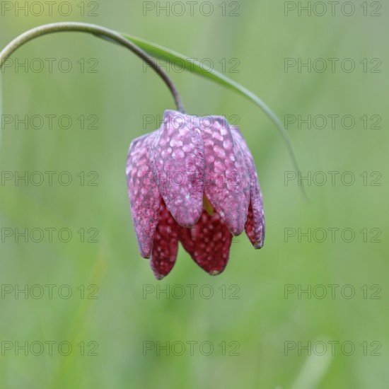 Snake's Head Fritillary (Fritillaria meleagris), single flower in a meadow, close-up,