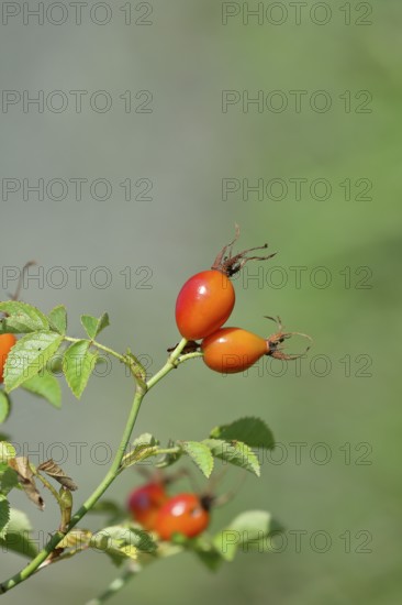 Ripe rosehip fruit of the dog rose (Rosa canina) on a branch, close-up, Wilnsdorf, North