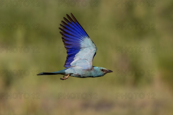 European Roller (Coracias garrulus), in flight, Danube Delta, Romania, Europe