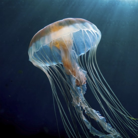 Narcomedusa jellyfish with translucent bell long delicate tentacles drifting in deep ocean, AI